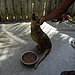 Karly