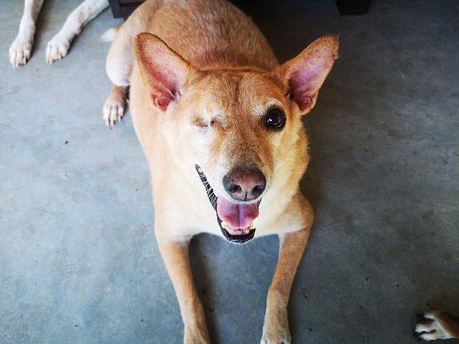 Bindu