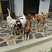 Krish