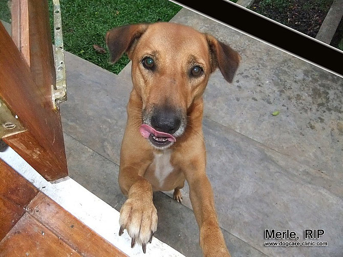 Merle