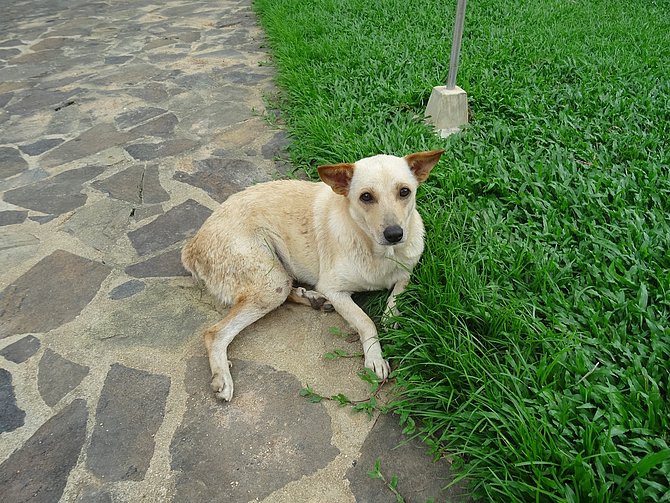 Vasco