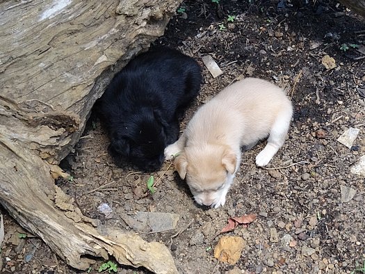 Puppies are discared like trash