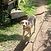 Bracken