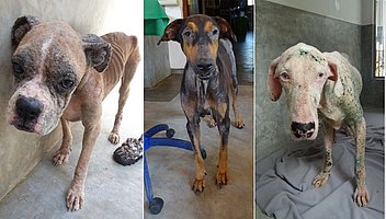 Pedigree dogs in Sri Lanka