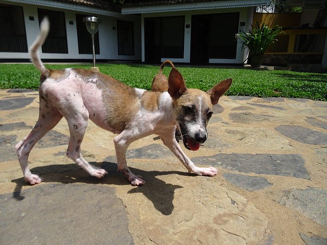 Helena