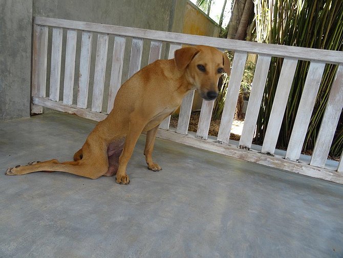 Manju