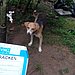 Bracken