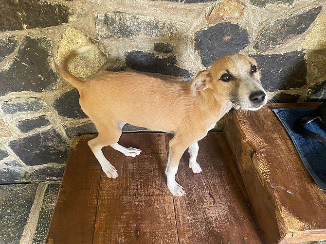 Nalani