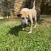 Rocco