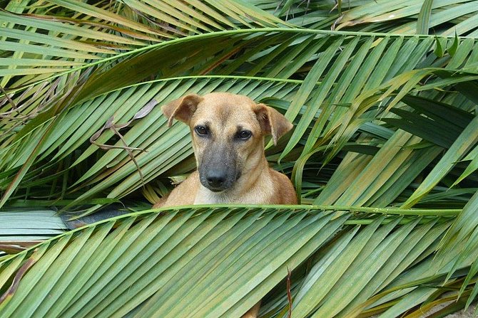 Sanju