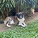 Liya
