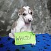 Waldi
