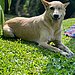 Ares