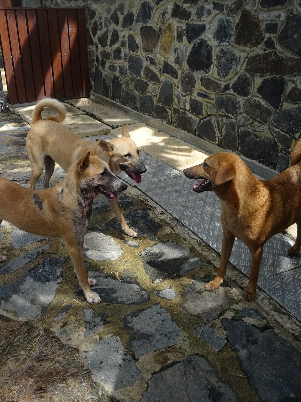Luke Dog Lucky Luke Dog